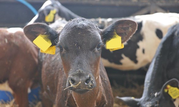 Brown calf in calf pen looking at camera with black and white calves behind it